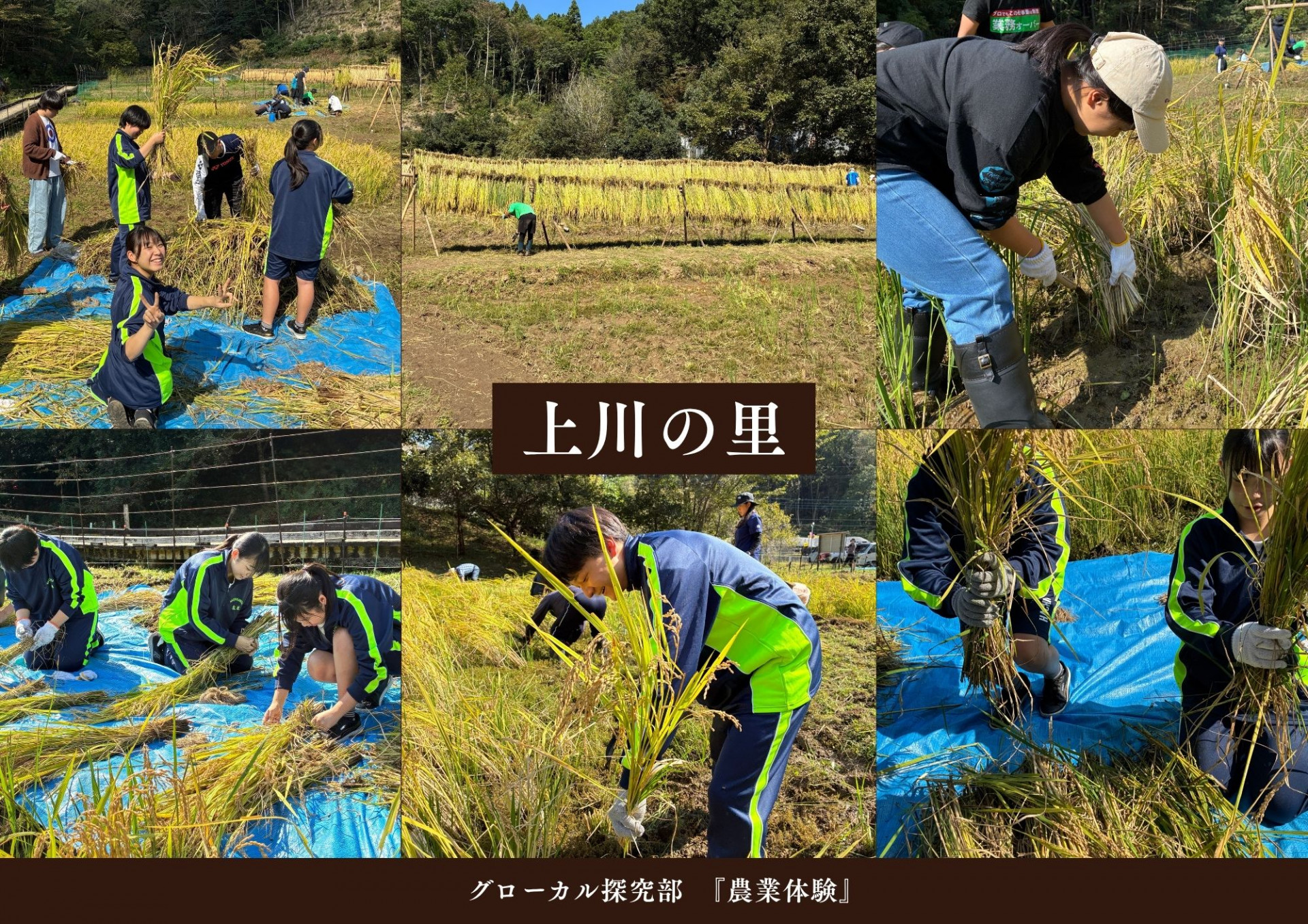 探究　稲作
